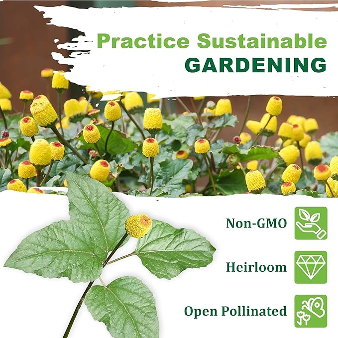 TKE Farms & Gardens - Toothache Plant Seeds for Planting, 1000 Non-GMO Heirloom Buzz Button Seeds, Electric Daisy, Szechuan Button, Includes Easy Growing Instructions, 250mg Packet, Qty 1