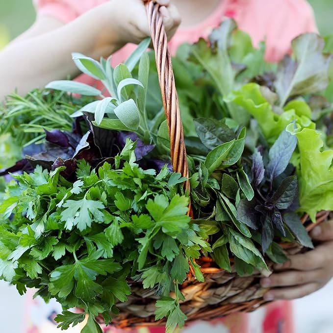 4000+ Leafy Greens Seeds, 10 Varieties of Veggies Seeds for Planting, Heirloom Seeds Gift Pack, Garden Seeds Kit for Indoor Outdoor Growing, Home Fresh Food Supply, Non-GMO