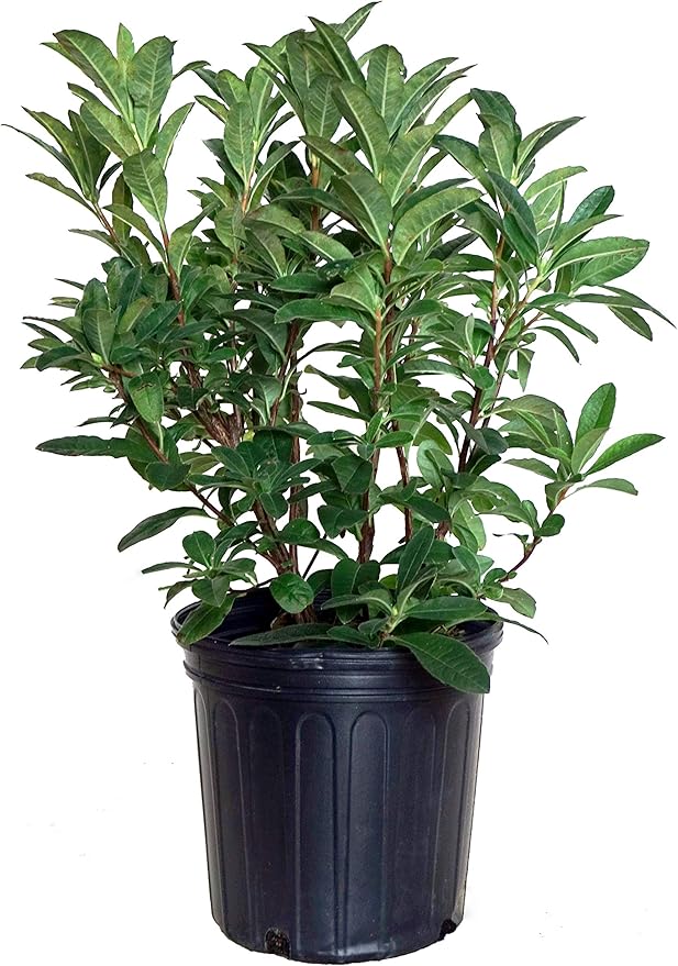 Azalea 'Mandarin Lights' (Exbury hybrid) Shrub, orange flowers, #2 - Size Container