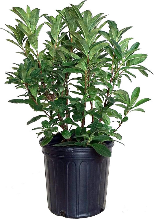 Azalea 'Mandarin Lights' (Exbury hybrid) Shrub, orange flowers, #2 - Size Container