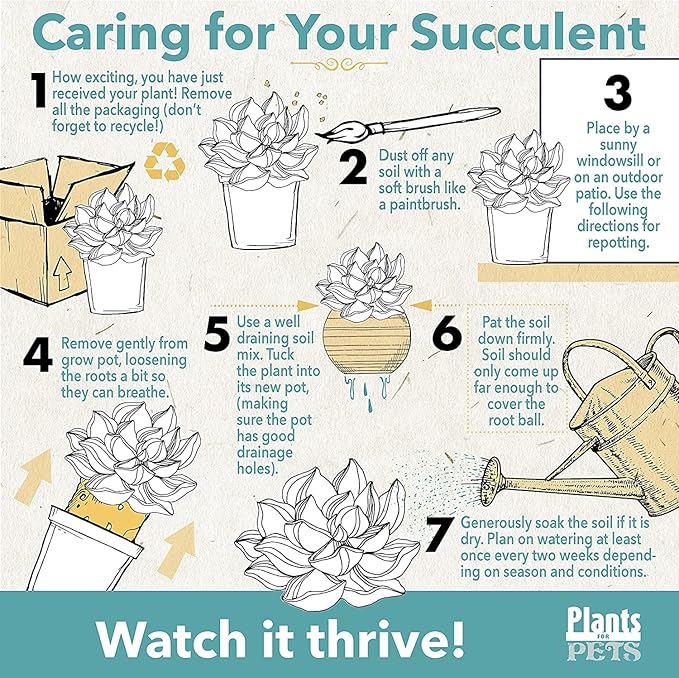 Sedum Tile, Live Sedum Succulent Planter, Stonecrop Plant Sedum Mat, Preplanted Succulent Sedum Carpet, Live Flowering Plants Sedum Planter, Sedum Plant Succulents Live Plant Wall by Plants for Pets