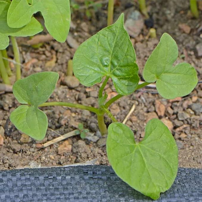 Seed Needs Black Kniolas Morning Glory Seeds for Planting - Heirloom & Open Pollinated Annual Vines - Cover a Fence or Trellis in Deep Purple Almost Black Flowers (2 Packs)