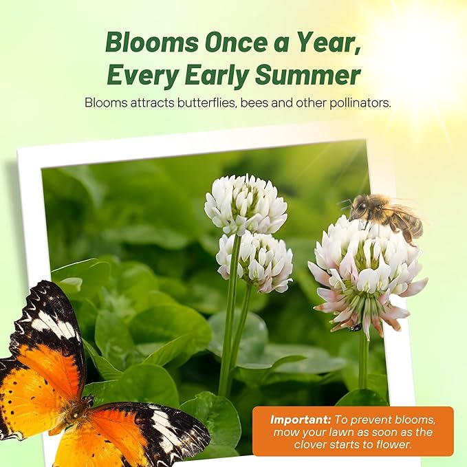 Outsidepride Perennial White MiniClover Seed - 1/4 lb. Dwarf, Small-Leaved, Drought & Wear-Tolerant Micro Clover Seeds for Lawn, Ideal Low-Maintenance & Easy to Grow Ground Cover Seeds for Home Yard