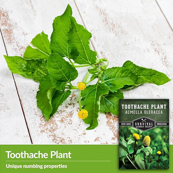 Toothache Plant Seeds for Planting - 5 Packets with Instructions to Plant and Grow Electric Daisy in Your Home Herb Garden - Non-GMO Heirloom Variety - Survival Garden Seeds