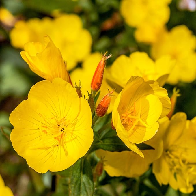 Outsidepride 1 lb. Annual Oenothera Lamarckiana Evening Primrose Wild Flower Seeds for Planting