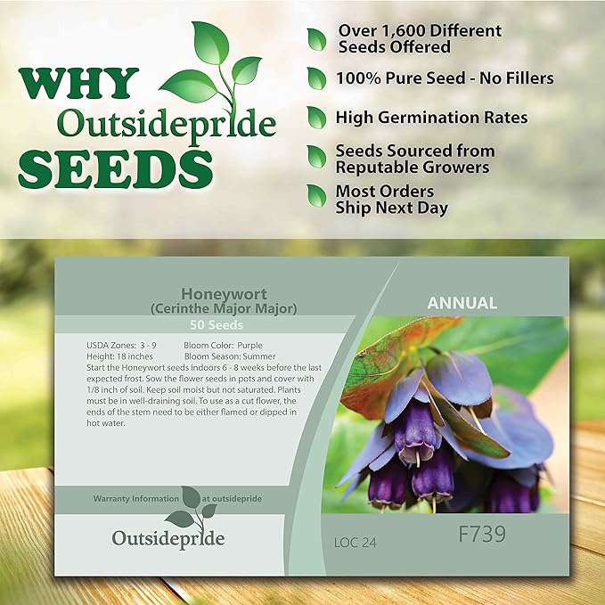 Outsidepride 100 Seeds Annual Cerinthe Major Honeywort Flower Seeds for Planting