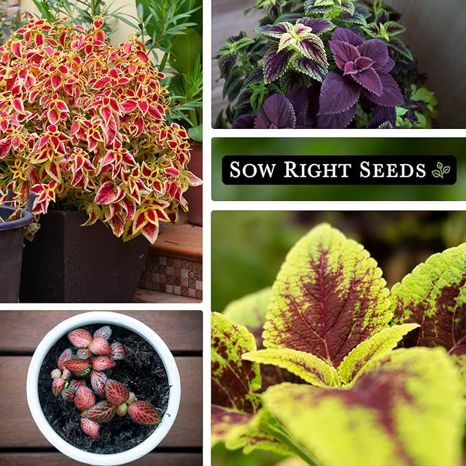 Sow Right Seeds - Coleus Rainbow Mix Seeds for Planting - Beautiful Flowers to Plant in a Home Garden - Indoors or Outdoors - Non-GMO Heirloom Seeds - Attractive & Colorful - Great Gardening Gift (2)