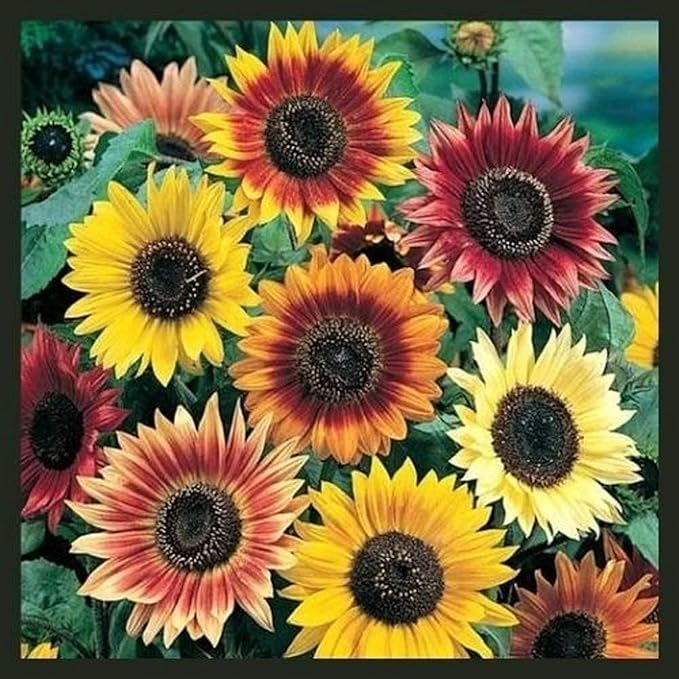 Sunflower Seeds for Planting - Plant & Grow Autumn Beauty Sunflower Mix in Your Home Outdoor Garden - 25 Non GMO Heirloom Seeds - Full Planting Packet with Instructions, 5 Packets
