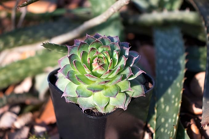 Succulent Plants | 5 Sempervivum Succulents | Rooted in Planter Pots with Soil | Real Live Indoor Plants | Gifts or Room Decor by Plants for Pets