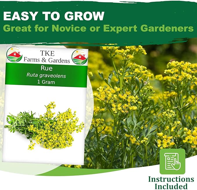 TKE Farms & Gardens - Rue Seeds for Planting, 1 Gram, 500 Heirlooom Seeds, Non-GMO, Instructions Included, Ruta graveolens, Qty 1