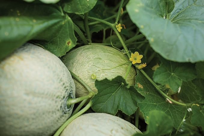 Burpee Aphrodite Cantaloupe Melon Seeds 25 seeds