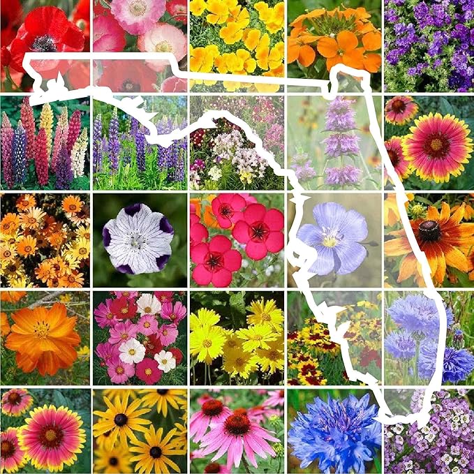 Eden Brothers Florida Wildflower Mixed Seeds for Planting, 1/4 lb, 120,000+ Seeds with Cornflower, Cosmos, African Daisy | Attracts Pollinators, Plant in Spring or Fall, Zones 3, 4, 5, 6, 7, 8, 9, 10
