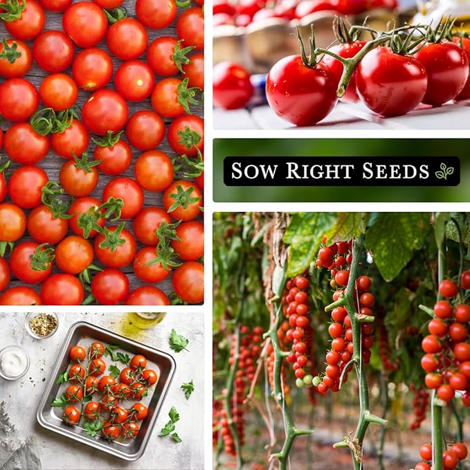 Sow Right Seeds - Large Red Cherry Tomato Seeds for Planting - Non-GMO Heirloom Packet with Instructions to Plant a Home Vegetable Garden - Tasty Snacking Variety, Start Indoors - Indeterminate (2)
