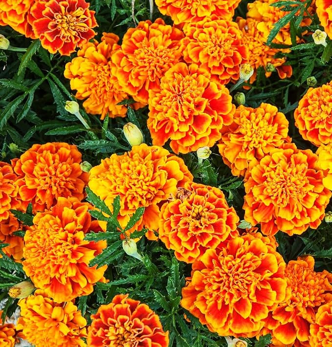 1000+ Perennial Marigold Flower Plant Seed Outdoor-Attracts Bees&Butterflies Fragrant Butterfly