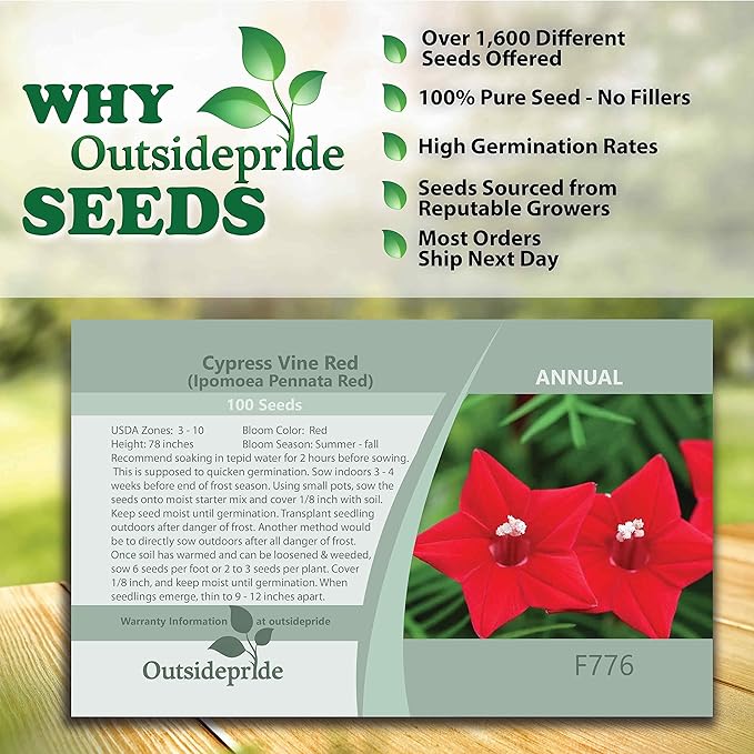 Outsidepride 200 Seeds Annual Red Cypress Vine Flower Seeds for Planting