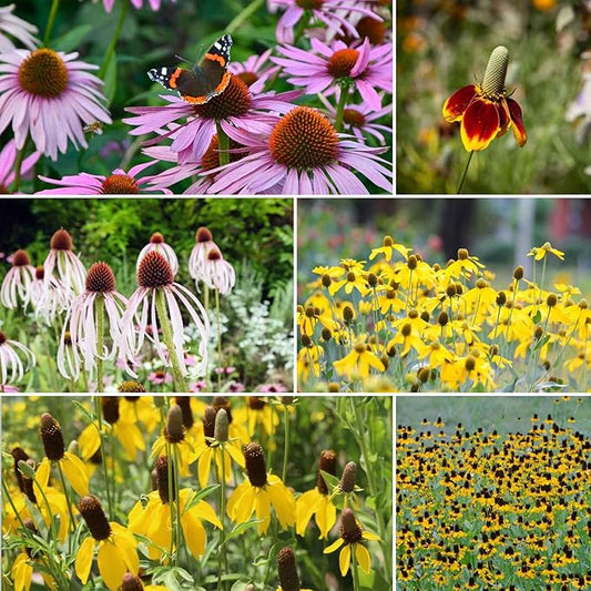 Eden Brothers Conehead Flower Mixed Seeds for Planting, 1/4 lb, 120,000+ Seeds with Prairie Coneflower, Mexican Hat | Attracts Pollinators, Plant in Spring or Fall, Zones 3, 4, 5, 6, 7, 8, 9, 10