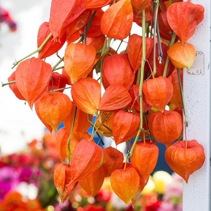 Seed Needs, Chinese Lantern Seeds - 200 Heirloom Seeds for Planting Physalis Alkekengi - Orange Ornamental Pods, Perfect for Pots & Containers (5 Packs)