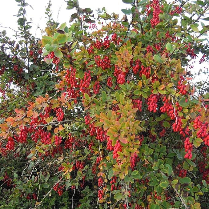 CHUXAY GARDEN European Barberry Seed 20 Seeds Great Berberis Vulgaris Deciduous Shrub Attract Butterflies and Bees Fast Growing & Maintain