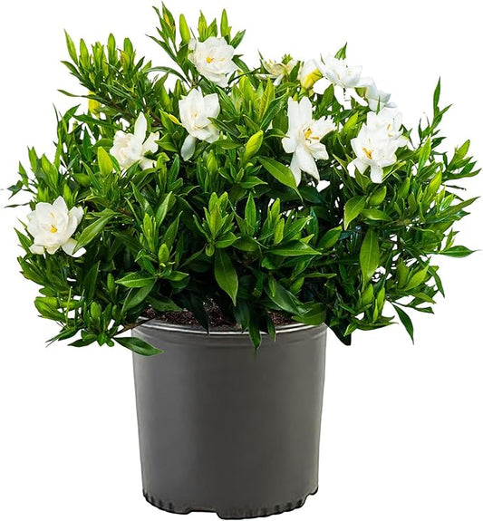 3 Gallon Gardenia Frostproof Shrub