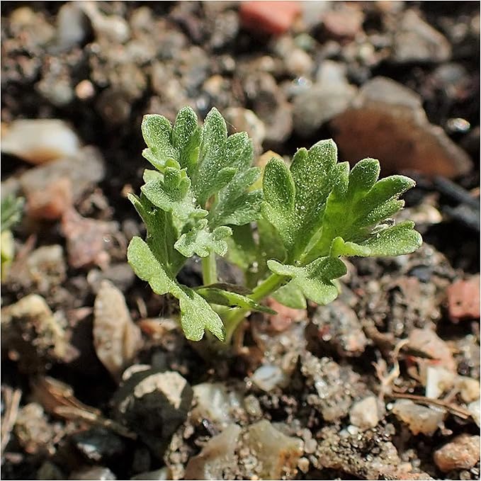 Seed Needs Wormwood Seeds for Planting - Non-GMO, Heirloom & Untreated Perennial Herb - Medicinal Herbs for Digestion & Gut Health (1 Pack)