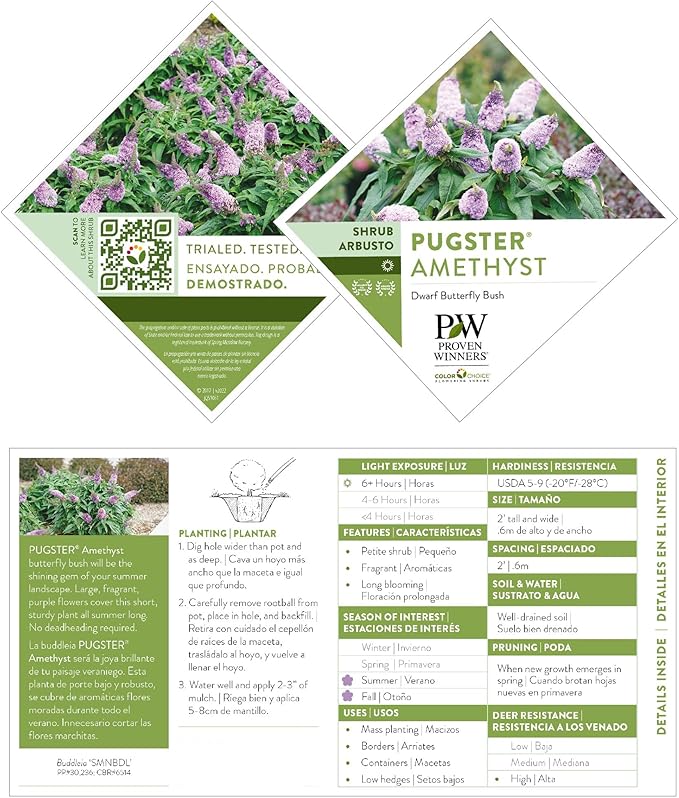 2 Gal. Pugster Ameythst Buddleia Shrub