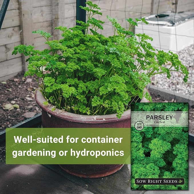 Sow Right Seeds - Curly Leaf Parsley Seed for Planting - Non-GMO Heirloom Packet with Instructions to Plant and Grow a Kitchen Herb Garden - Indoor or Outdoor - Great for Hydroponics Growing (1)