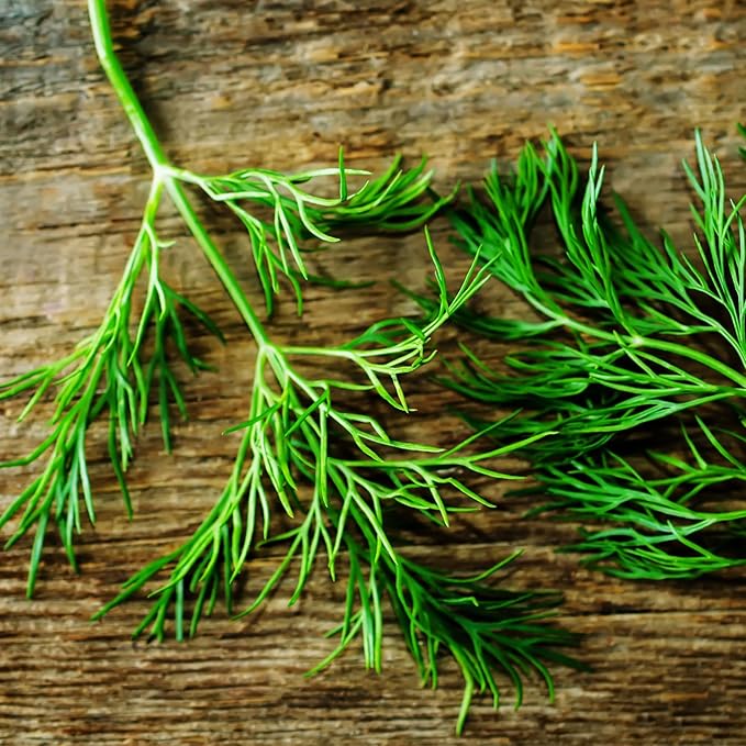 Seed Needs, Bouquet Dill Seeds - 250 Heirloom Seeds for Planting Anethum graveolens - Culinary Herb to Grow Indoors or Outdoors, Non-GMO & Untreated (1 Pack)