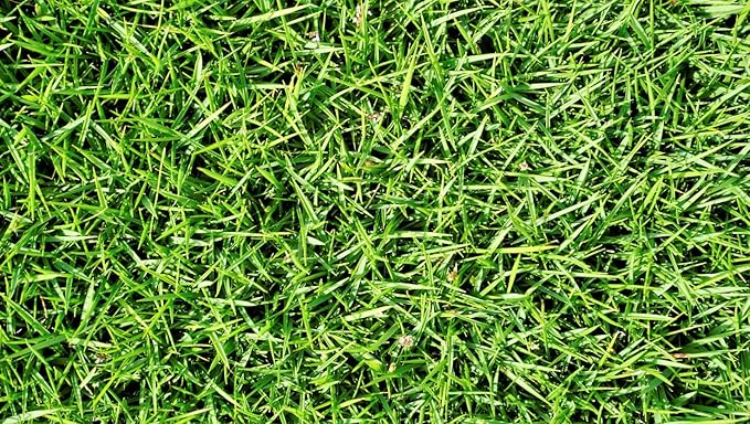 Brownie Brand Majestic Hulled Bermudagrass Seed | Premium Turf Grass for Dense, Drought-Resistant Lawns | Fast-Growing, Heat-Tolerant, Certified Seed for High-Traffic Areas. (10 Pound)