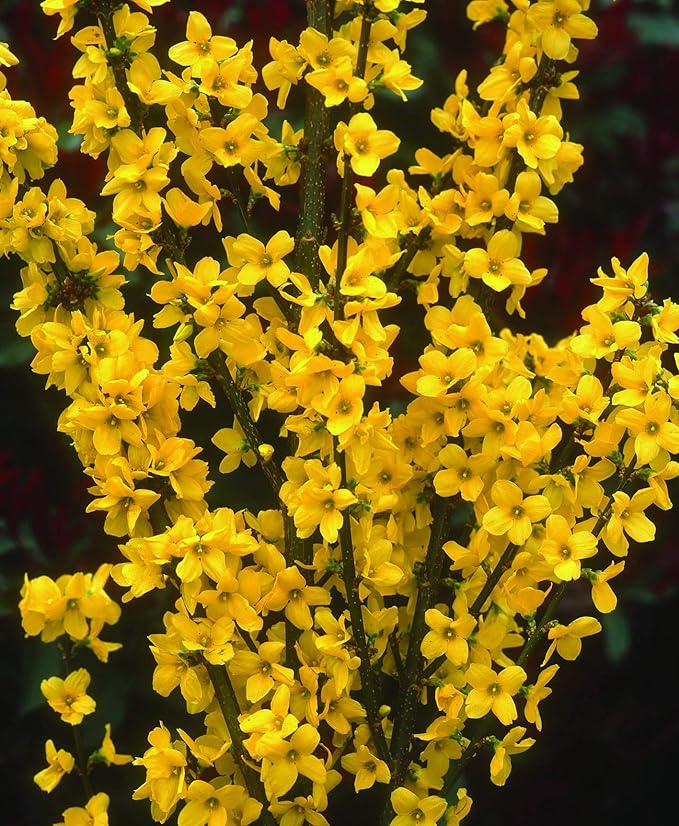 Proven Winners - Forsythia x Show Off (Forsythia) Shrub, yellow flowers, #3 - Size Container