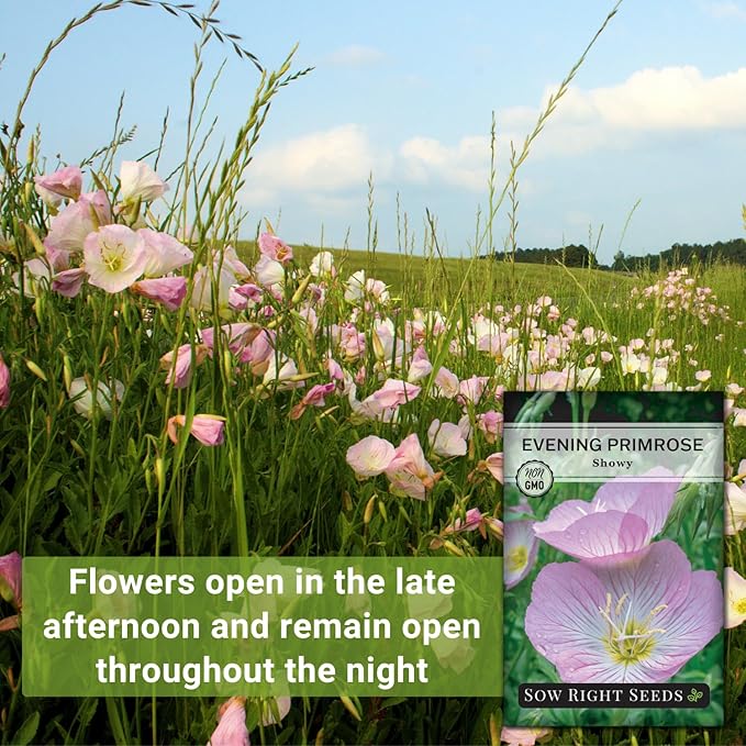 Sow Right Seeds - Showy Evening Primrose Flower Seeds for Planting - Non-GMO Heirloom Packet with Instructions - Native Wildflower for Pollinators - Perennial Pink Ladies, Mexican Evening Blooms (1)