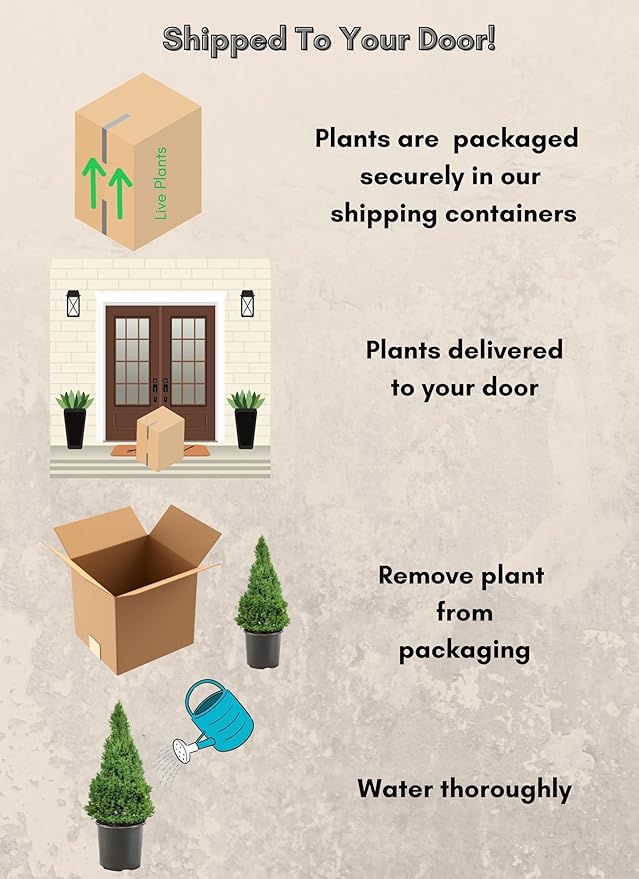 3 Gallon Spruce Dwarf Alberta Shrub