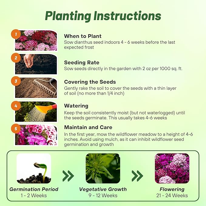 Outsidepride Sweet William Dianthus Seeds - 1/4 Lb. Perennial, Winter Hardy Wildflower Seeds w/Fragrant & Vibrant Blooms, Ideal for Pollinator Gardens, Cut Flowers & Colorful Landscaping