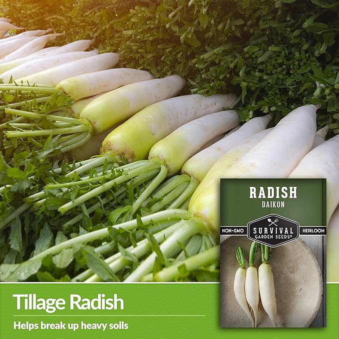 Survival Garden Seeds - Daikon Radish Seed for Planting - 1 Packet with Instructions to Plant and Grow Japanese Radish Vegetables in Your Vegetable Garden - Non-GMO Heirloom Variety