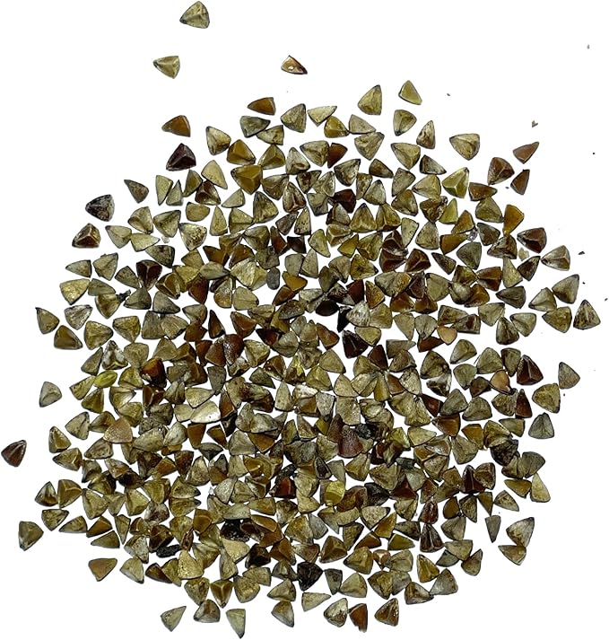 Seed Needs, Bells of Ireland Seeds - 400 Heirloom Seeds for Planting Molucella laevis - Green Bell Shaped Flowers, Perfect as a Cut Flower, Attracts Pollinators (5 Packs)