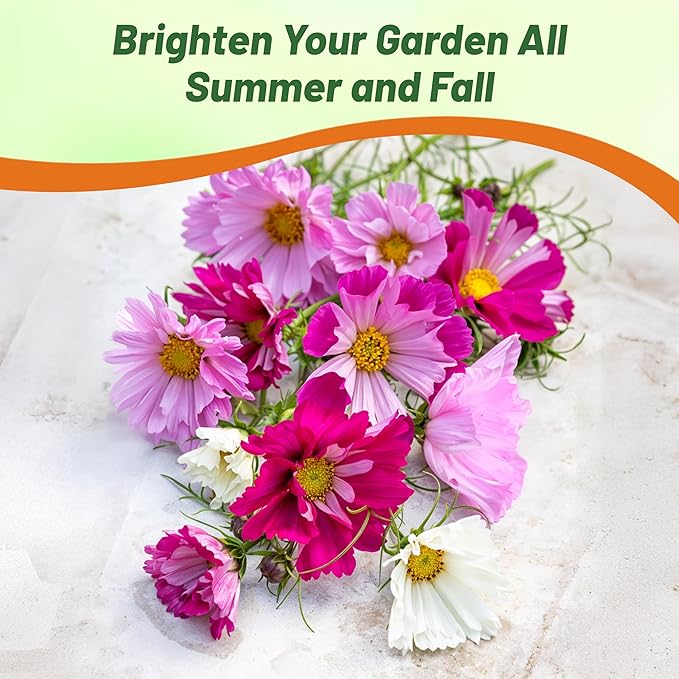 Outsidepride 500 Seeds Annual Cosmos Bipannatus Sea Shells Cut Flower Seed Mix for Planting