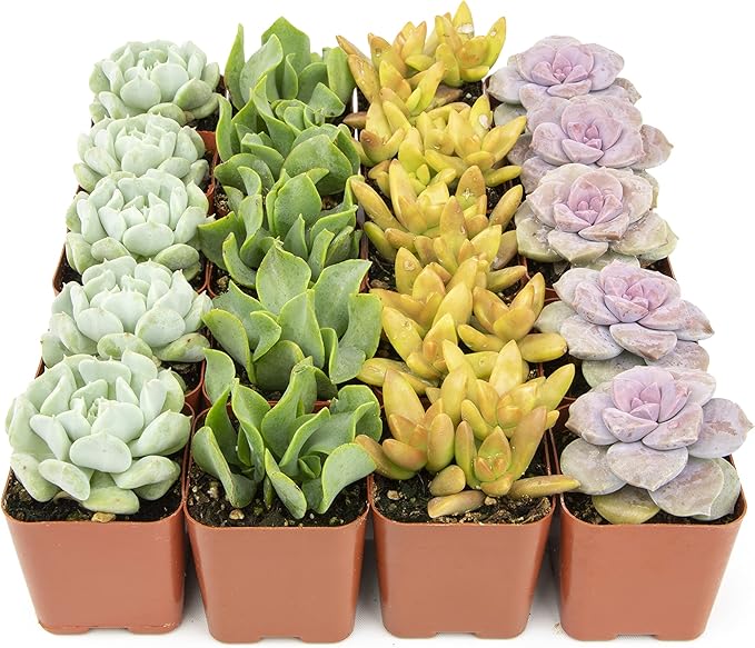 Succulents Plants Live (20PK) Potted Succulent Plants Live House Plants, Cactus Plants Live Plants Indoor Plants Live Houseplants, Indoor Plant Succulents Live Plant House Plant by Plants for Pets