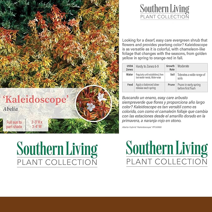 Southern Living Kaleidoscope Abelia, 2 Gal, Multi