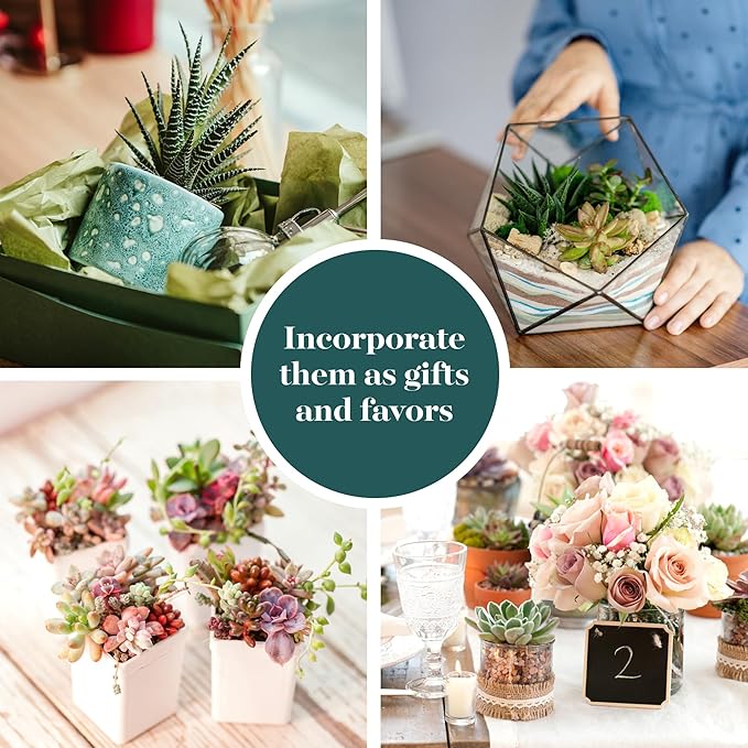 Shop Succulents Unique Succulent Plant Pack Bulk Collection - Live Mini Succulent Plants, Low Maintenance, Exceptional Colors & Textures - Wedding and Party Favors, Gift & Garden, Pack of 20