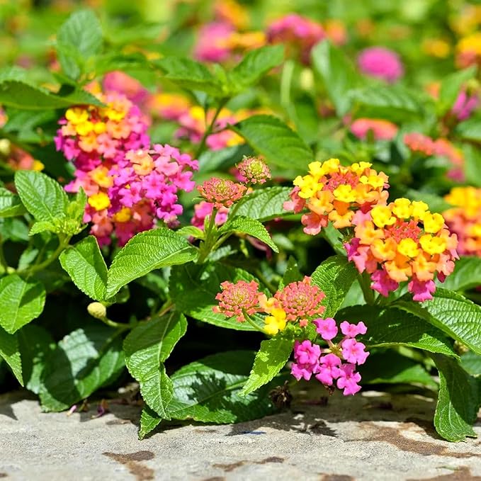 Lantana Confetti | 20 Live Plants | Lantana Camara | Colorful Garden Shrub | Drought Tolerant Perennial Plants