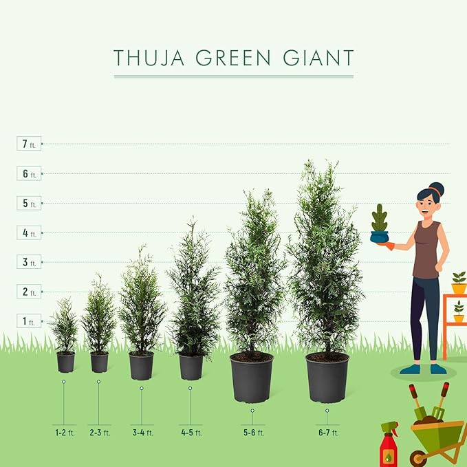 Brighter Blooms - Thuja Green Giant, 5-6 Feet - Live Plant - No Shipping to AK, AZ, HI, OR