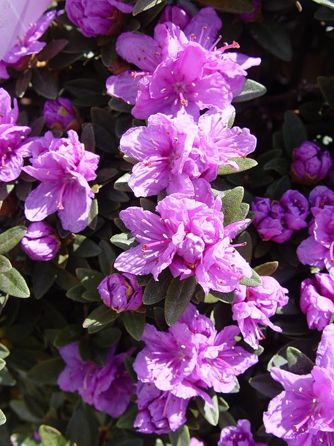 Rhododendron X 'Purple Gem' (Rhododendron) Evergreen, bluish purple flowers, #2 - Size Container