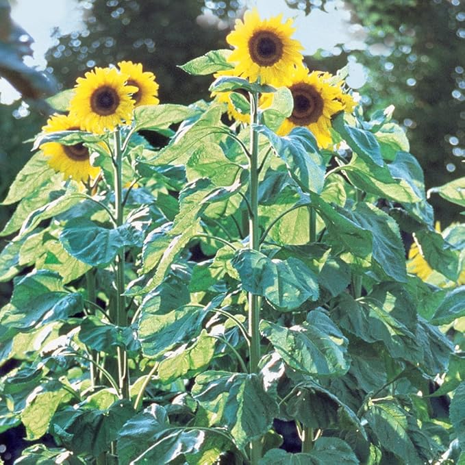 Burpee American Giants Hybrid Sunflower Seeds 50 seeds