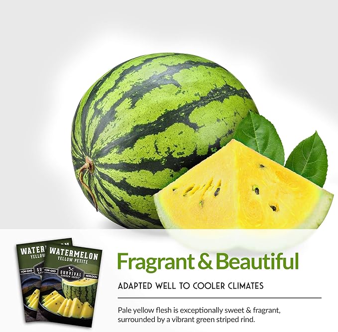 Survival Garden Seeds - Yellow Petite Watermelon Seed for Planting - 3 Packs with Instructions to Plant and Grow Small Yellow Watermelons in Your Home Vegetable Garden - Non-GMO Heirloom Variety