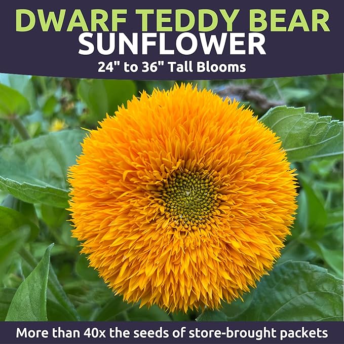 Dwarf Teddy Bear (Sungold) Sunflower - Bulk 1/4 Pound Pouch - 5,000 Flower Seeds for Planting - Helianthus annuus
