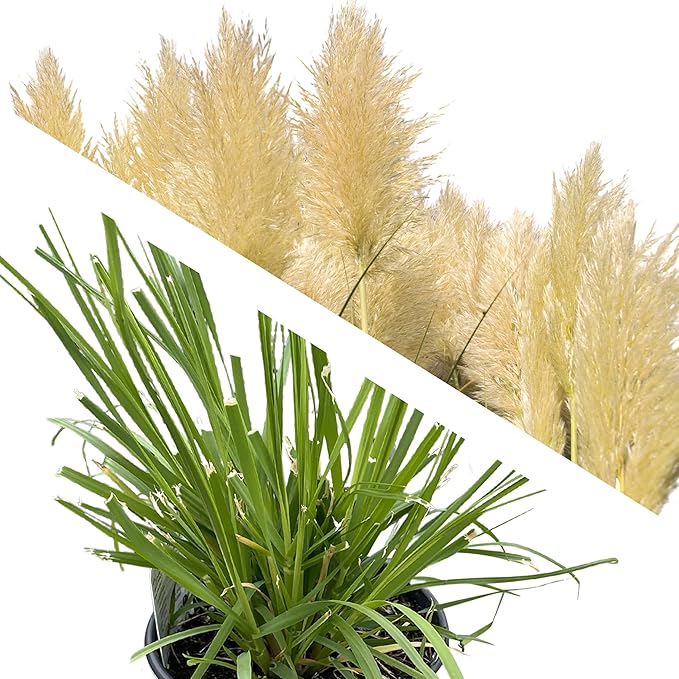 Live Ornamental Perennial Grass - White Pampas - Showy Accent Plant - 12" Tall by 6" Wide in 1.5 Quart Pot