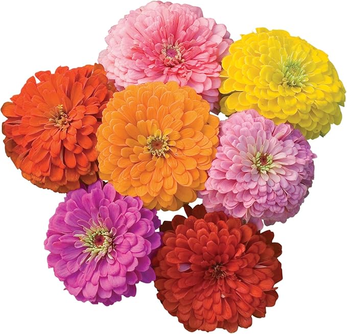 Burpee Giant Flowered Mixed Colors Zinnia Seeds 150 seeds