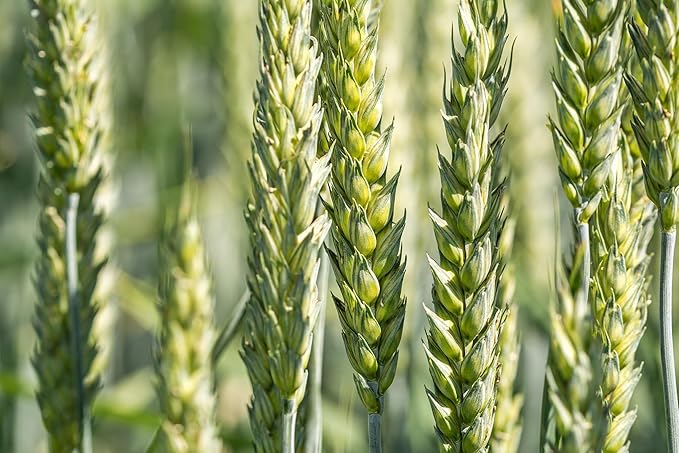 All Good Things Organic Great Grains Seed Collection - 4 Packets - Barley, Oat, Wheat, Rye Pack of 600 Heirloom Seeds For Planting Vegetables, Gardening Supplies, Grain, Grass - Non-GMO, From USA