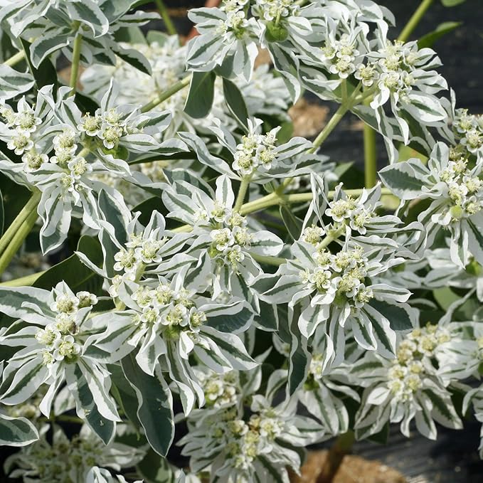 Outsidepride 500 Seeds Perennial Euphorbia Snow On The Mountain Flower Seeds for Planting