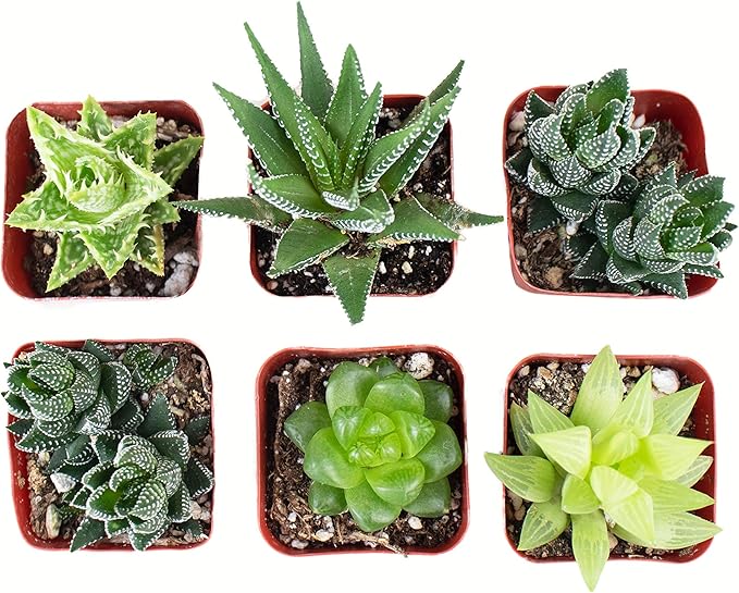 Shop Succulents | Haworthia Collection | Assortment of Hand Selected, Fully Rooted Alluring Miniature Aloe Live Indoor Succulent Plants, 6-Pack,