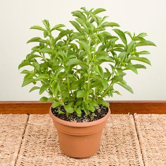 CHUXAY GARDEN Stevia Rebaudiana Seed 200 Seeds Garden Stevia Edible Seasoning Culinary Plants High Yield Flourishing Spectacular Display